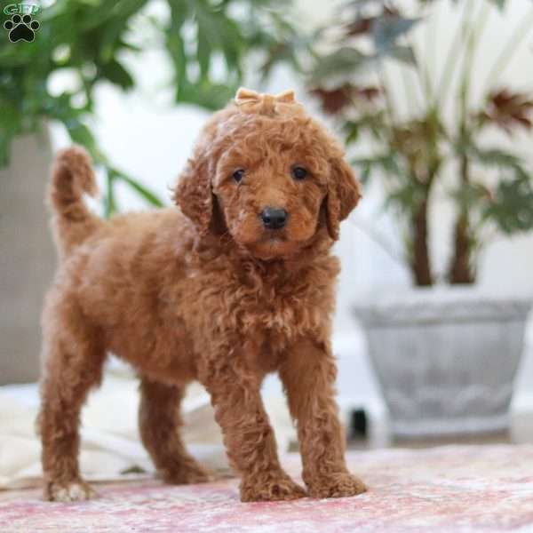 Penelope, Goldendoodle Puppy