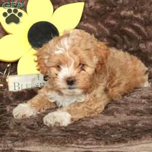 Playful Chum, Shih-Poo Puppy