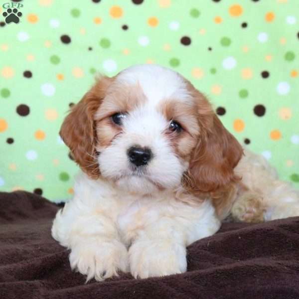 Prince, Cavachon Puppy