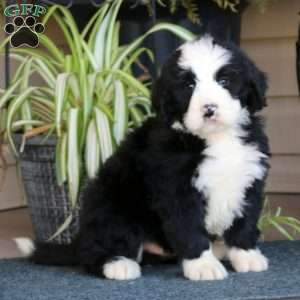 Prince, Bernedoodle Puppy