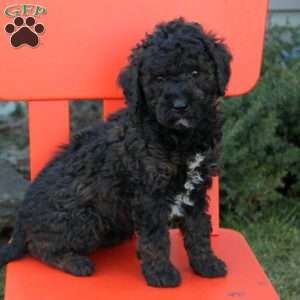 Mini Labradoodle Puppies For Sale | Greenfield Puppies