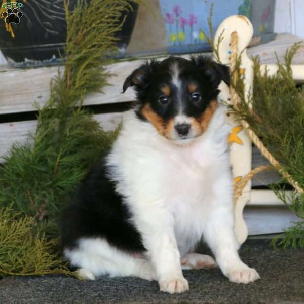 Randy, Sheltie Puppy