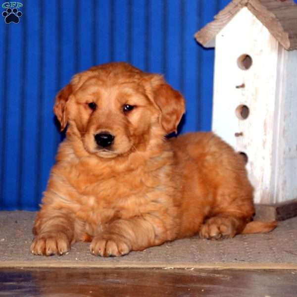 Randy, Golden Retriever Puppy