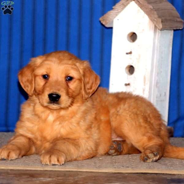 Ranger, Golden Retriever Puppy