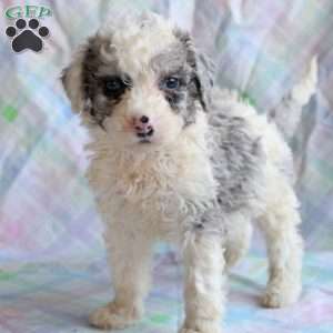Miniature Poodle Mix Puppies For Sale | Greenfield Puppies
