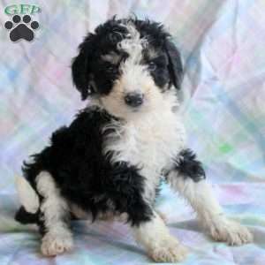 Miniature Poodle Mix Puppies For Sale | Greenfield Puppies