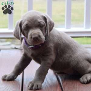 Silver Labrador Retriever Puppies For Sale - Greenfield Puppies