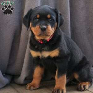 a Rottweiler puppy named Reese’s