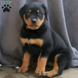 a Rottweiler puppy named Remi
