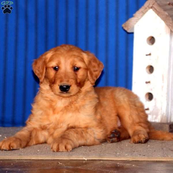 Remi, Golden Retriever Puppy