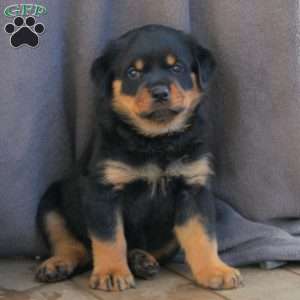 a Rottweiler puppy named Rocky