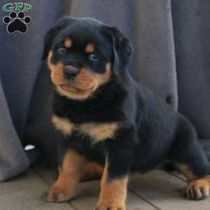 a Rottweiler puppy named Rolo
