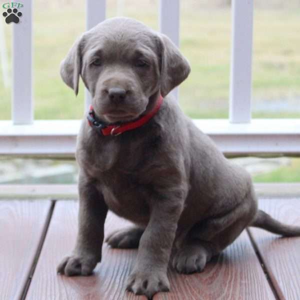 Rolo, Silver Labrador Retriever Puppy