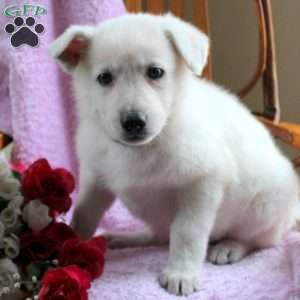 Rolo, German Shepherd Puppy