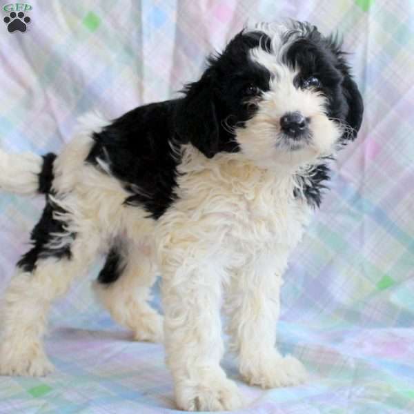 Roscoe, Miniature Poodle Mix Puppy