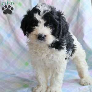Roscoe, Miniature Poodle Mix Puppy