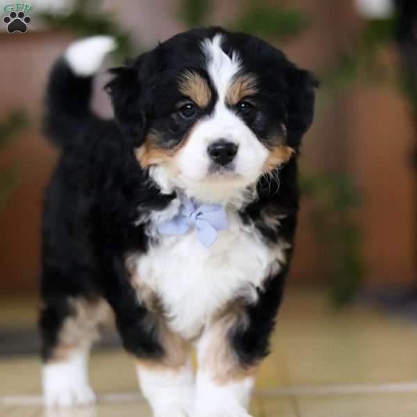 Russel, Mini Bernedoodle Puppy