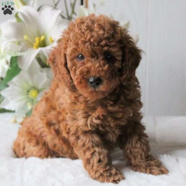 Rusti, Miniature Poodle Puppy
