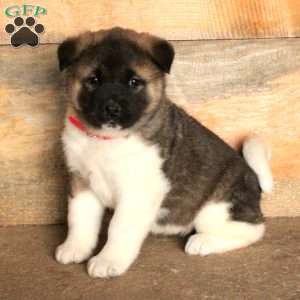 Akita Puppies for Sale | Greenfield Puppies