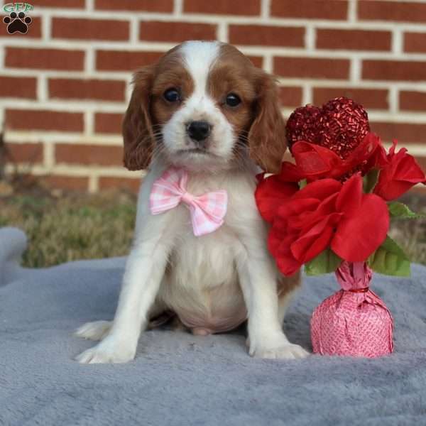 Sammy, Cavapoo Puppy