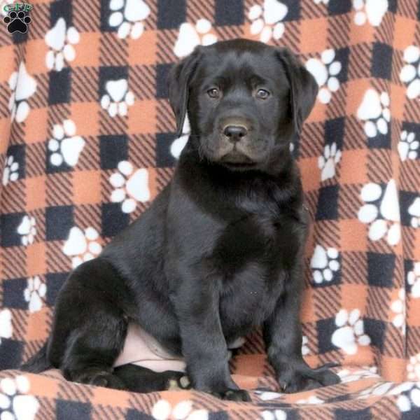 Sarah, Black Labrador Retriever Puppy