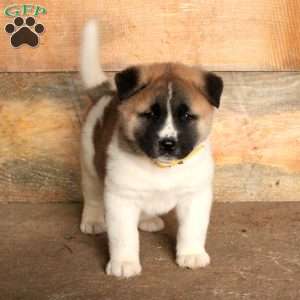 Akita Puppies for Sale | Greenfield Puppies