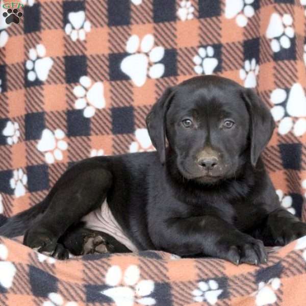 Scott, Black Labrador Retriever Puppy