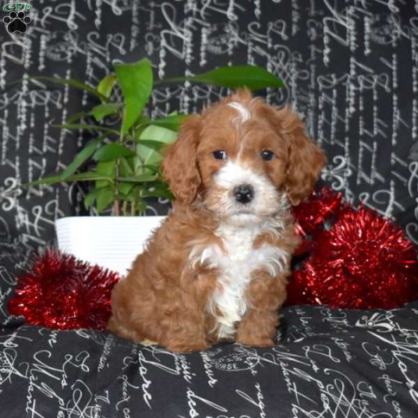 Scout, Cavapoo Puppy