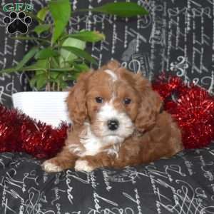 Scout, Cavapoo Puppy