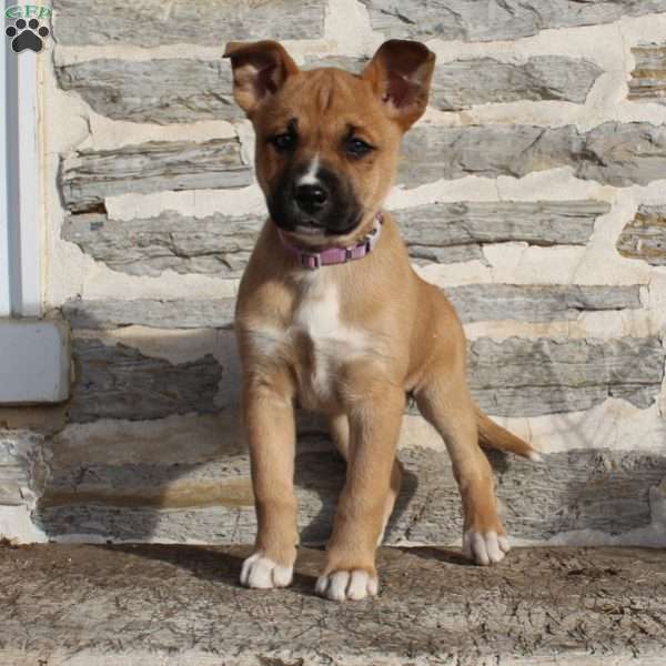 Shadow, Boxer Mix Puppy