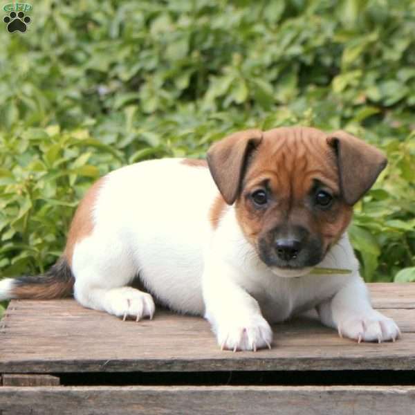 Skipper, Jack Russell Terrier Puppy
