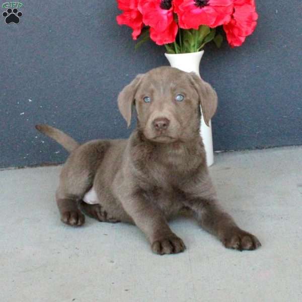 Skye, Silver Labrador Retriever Puppy