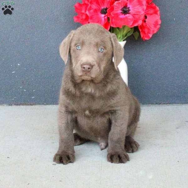 Smithy, Silver Labrador Retriever Puppy