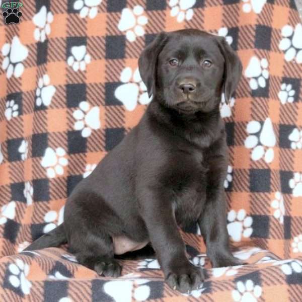 Sophie, Black Labrador Retriever Puppy