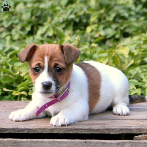 Sparkle, Jack Russell Terrier Puppy