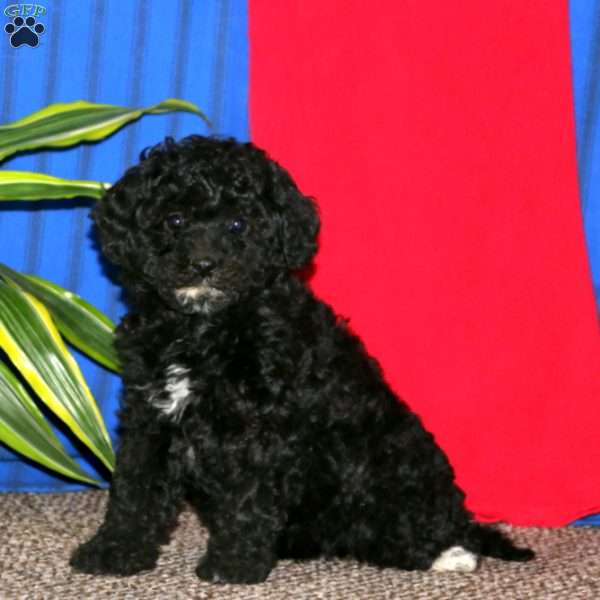 Sparkle, Havapoo Puppy