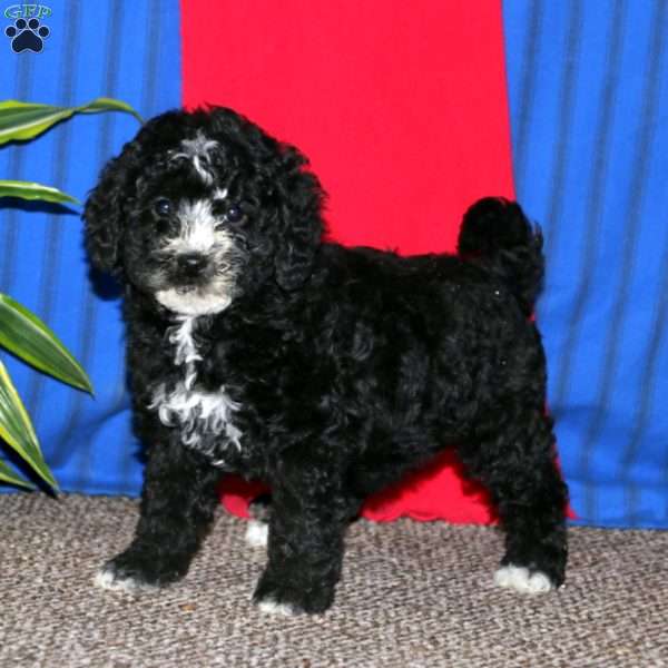 Special, Havapoo Puppy