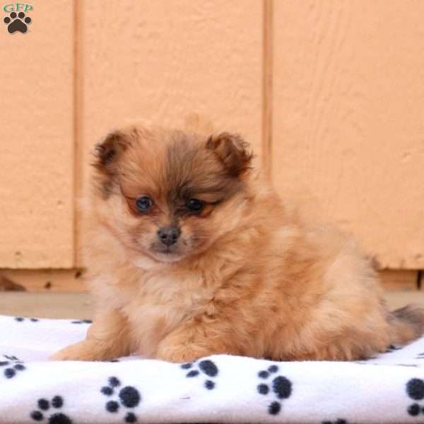 Stacy, Pomeranian Puppy