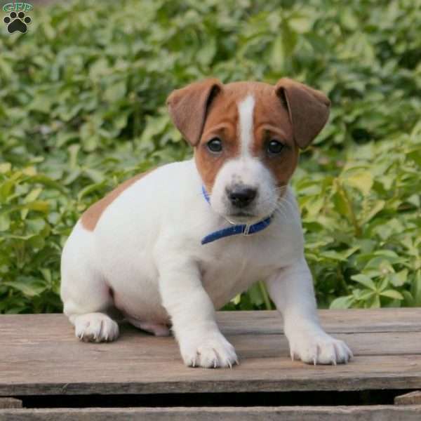Stevie, Jack Russell Terrier Puppy