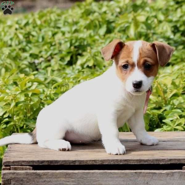 Sunny, Jack Russell Terrier Puppy