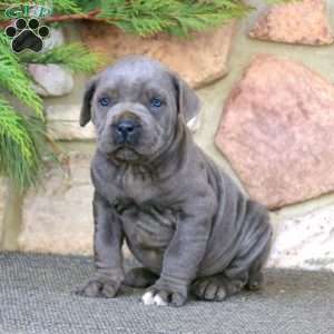 Sweets, Cane Corso Puppy