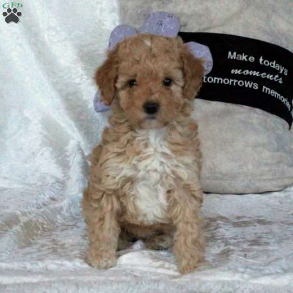 Taffy, Mini Goldendoodle Puppy