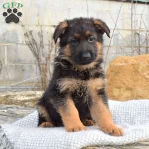 German Shepherd Puppies For Sale - Greenfield Puppies