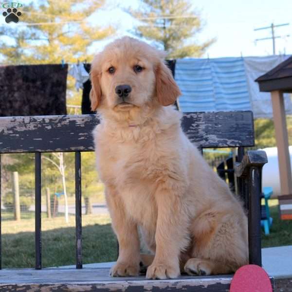Tansy, Golden Retriever Puppy