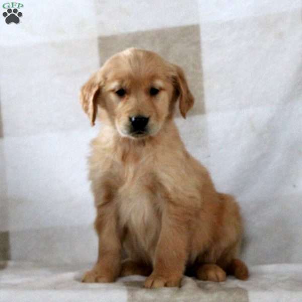 Tansy, Golden Retriever Puppy