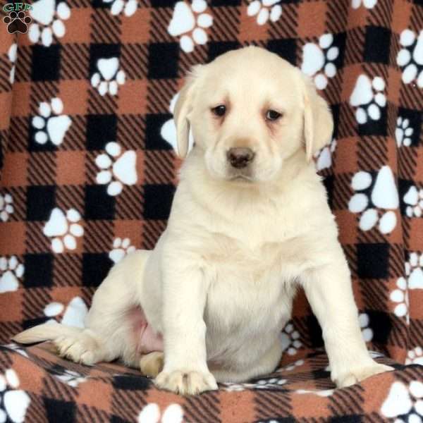Tasha, Yellow Labrador Retriever Puppy