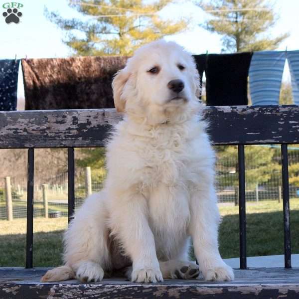 Teagan, Golden Retriever Puppy