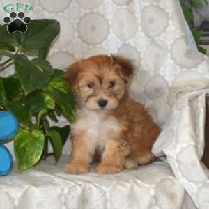 Teddy, Morkie / Yorktese Puppy