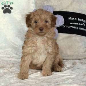 Teddy, Mini Goldendoodle Puppy