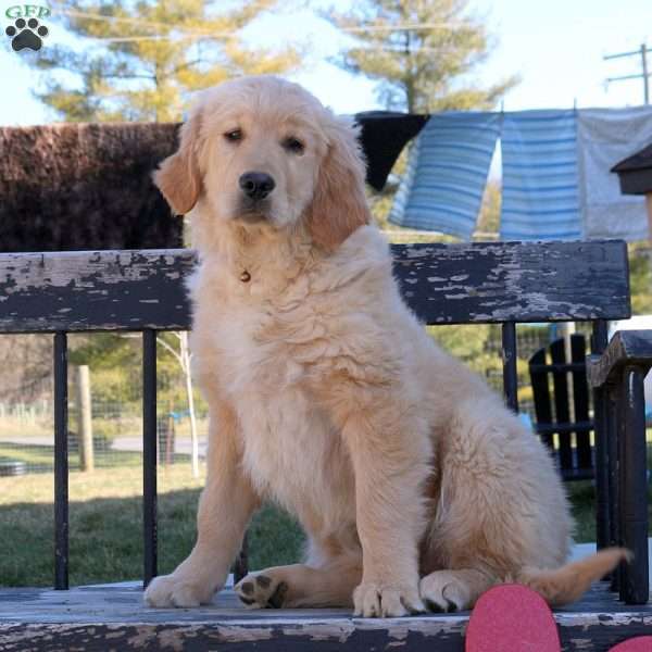 Tera, Golden Retriever Puppy